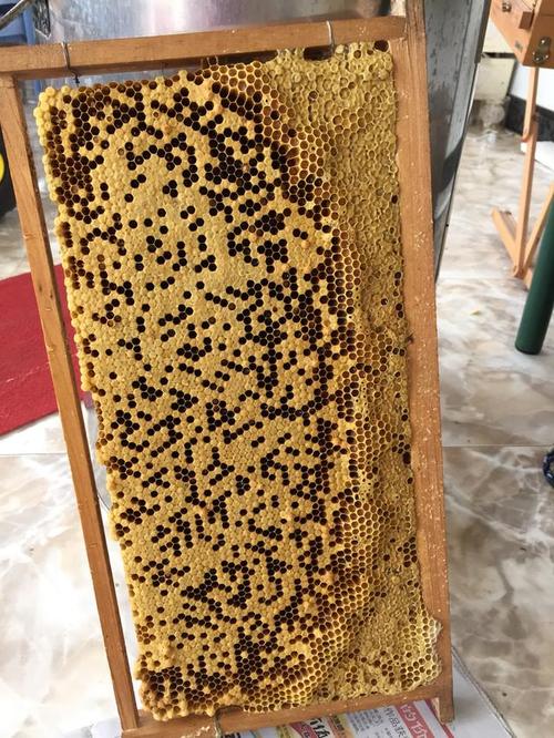 中蜂春季快速繁殖成强蜂养蜂技术