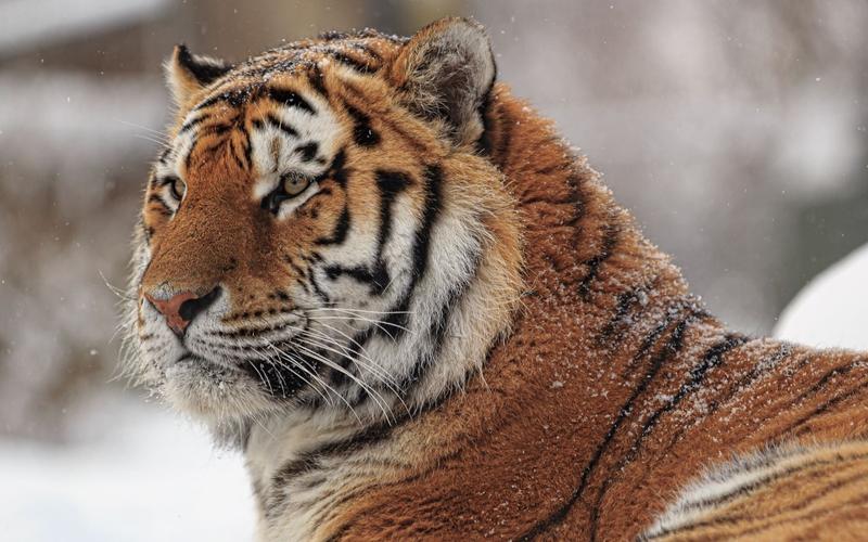 美丽的大猫 西伯利亚虎