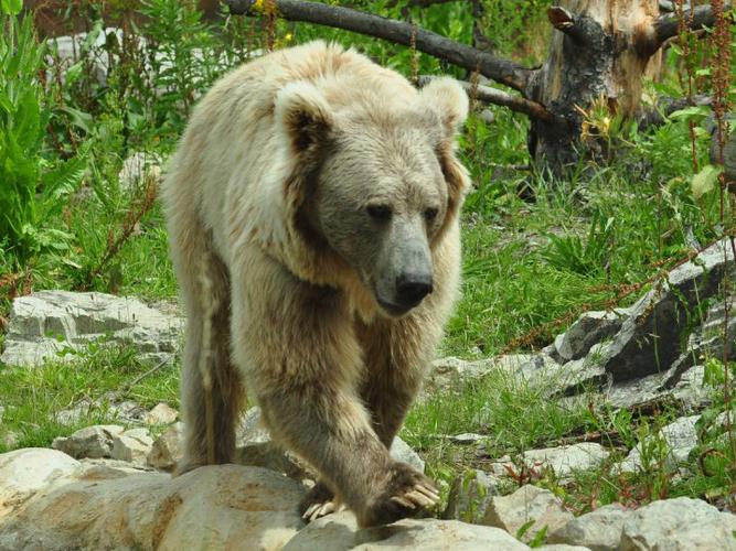  p>喜马拉雅棕熊(学名: i>ursus arctos isabellinus /i>):是熊科,熊
