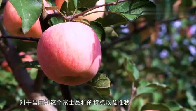青农禾昌阳红苹果-三农视频-搜狐视频