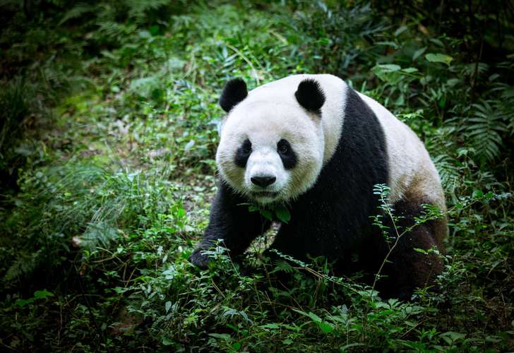 中华国宝大熊猫