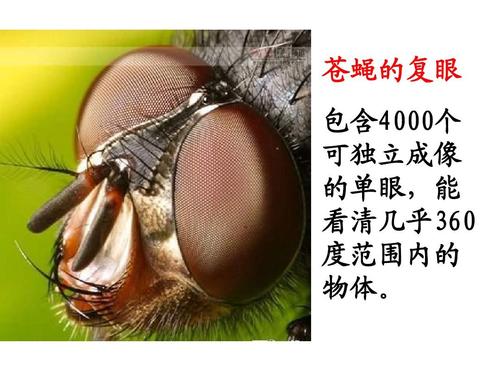 苍蝇的复眼 包含4000个 可独立成像 的单眼,能 看清几乎360 度范围内