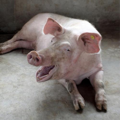 科学家们现在可以从猪叫声中解读它们的情绪