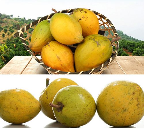 新鲜热带水果蛋黄果 鸡蛋果 狮头果5斤装(单果60-250g)