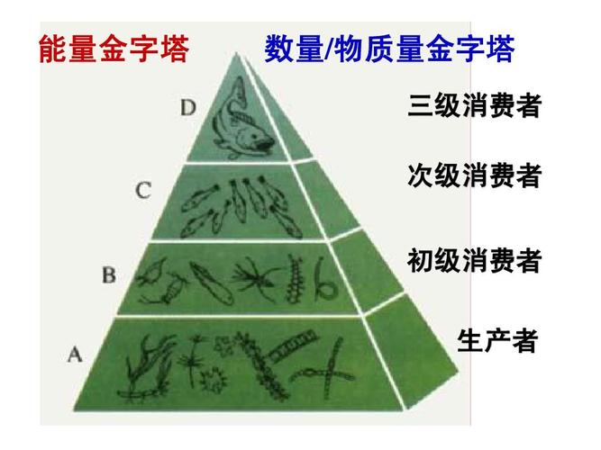 高二生物人教版必修一课件 能量金字塔 数量/物质量金字塔 数量 物