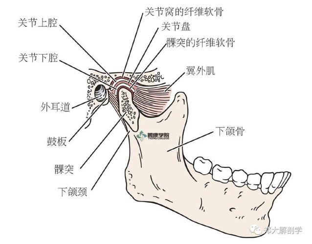 颞下颌关节是由下颌髁突与颞骨的下颌窝相吻合而形成的.