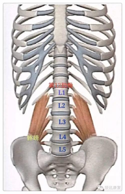 1.腰方肌的位置