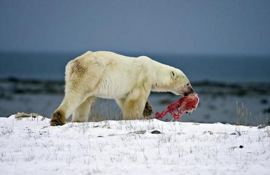 逐渐变暖的气候使北极熊在北极冰区的狩猎场融化,致使北极熊的数量