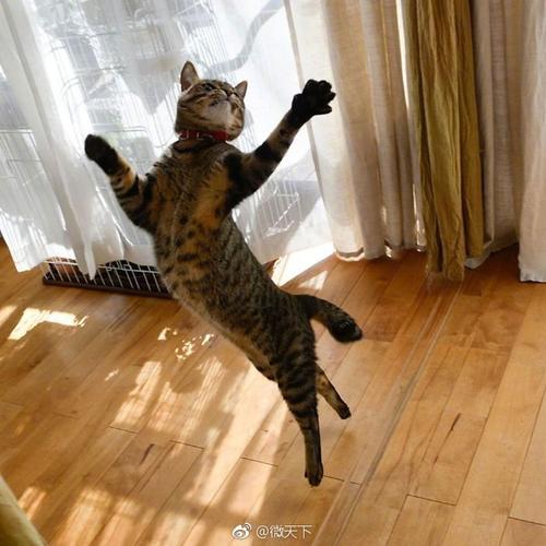猫咪中的舞蹈家~你能发现受到惊吓和喵喵起舞的差别吗?