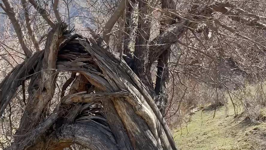 箭簇岭13遇见一棵已基本枯死的不知名大树树干粗壮扭曲树枝依然繁茂冲
