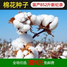 新疆棉花种子种籽大田种植农用四季高产子仔孑春季籽种 苗宝棉花种子
