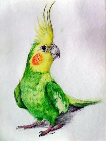 关在笼子里的鹦鹉简笔画彩色鹦鹉的简笔画颜色热带鹦鹉简笔画小鸟简笔