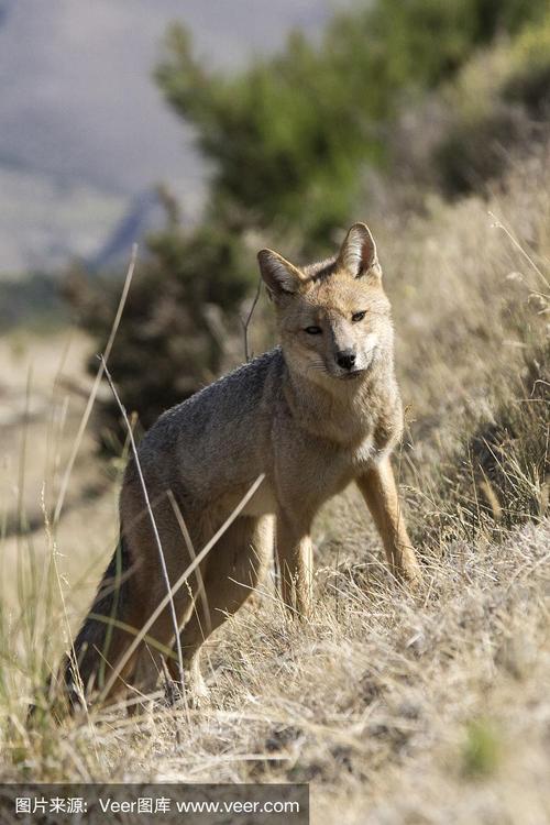 野外动物,巴塔哥尼亚,阿根廷,南,红狐