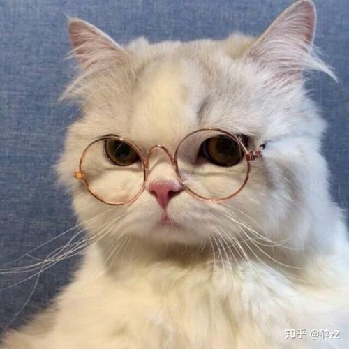 求带眼镜的猫咪头像?像这张图一样?