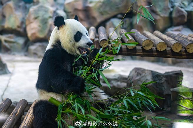 扬州茱萸湾动物园,这里有两只超可爱的大熊猫,看熊猫吃竹子的模样,真