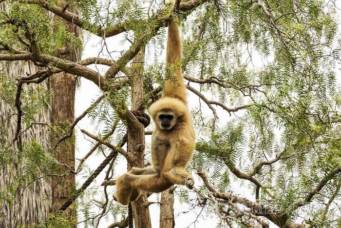 狂野的自然一只野猴子挂在树枝上