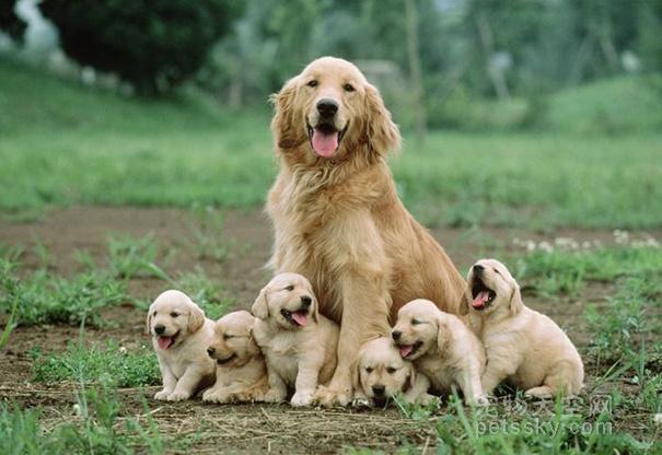 狗妈妈和孩子在一起的照片,这些妈妈可能会为自己能生这么多宝宝而
