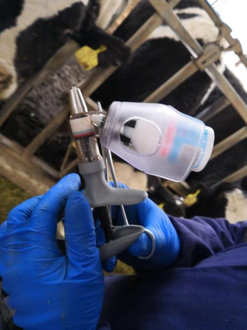 【西安经开区】农总华阴奶牛二场全面展开注射口蹄疫疫苗工作