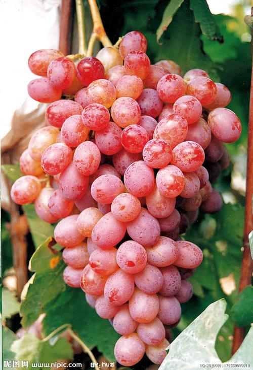 葡萄品种秋红图片