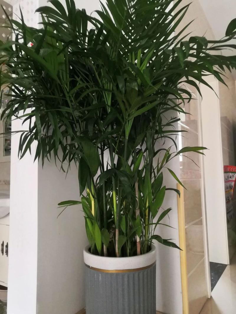 大型绿植真好看 夏威夷竹 今天新买了几盆绿植,这个夏威夷竹真是熠熠