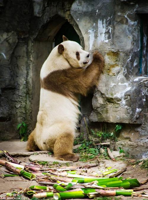棕色大熊猫