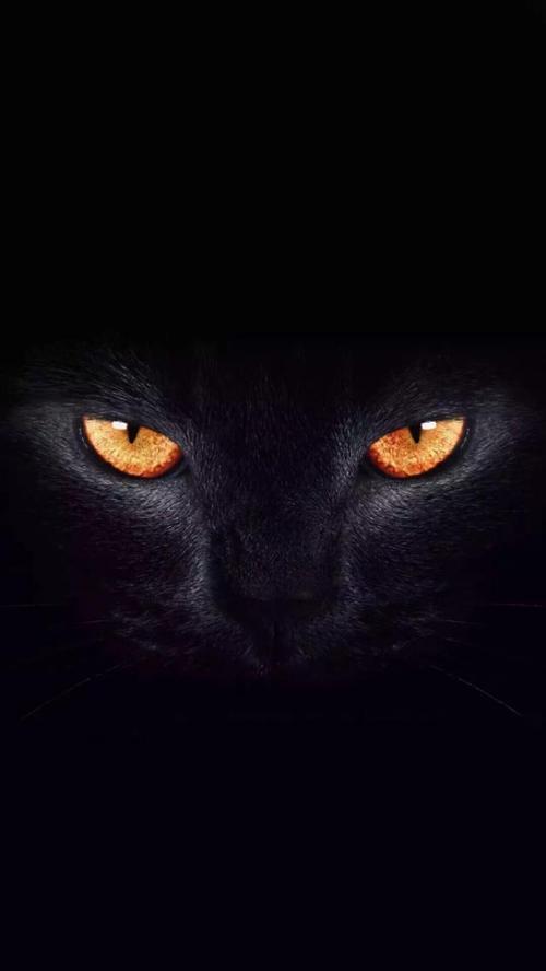 【壁纸分享】六只眼睛不同颜色的黑猫