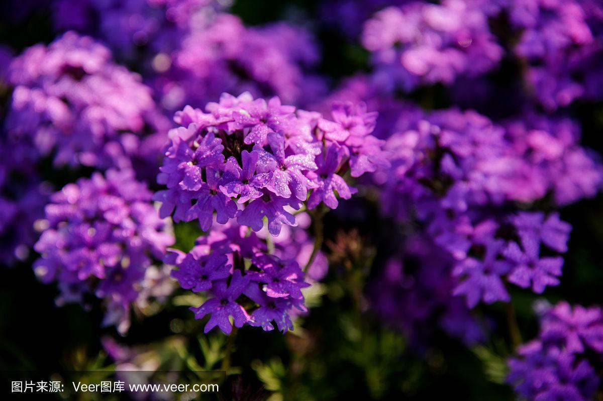 灌木丛的特写,有紫色的花