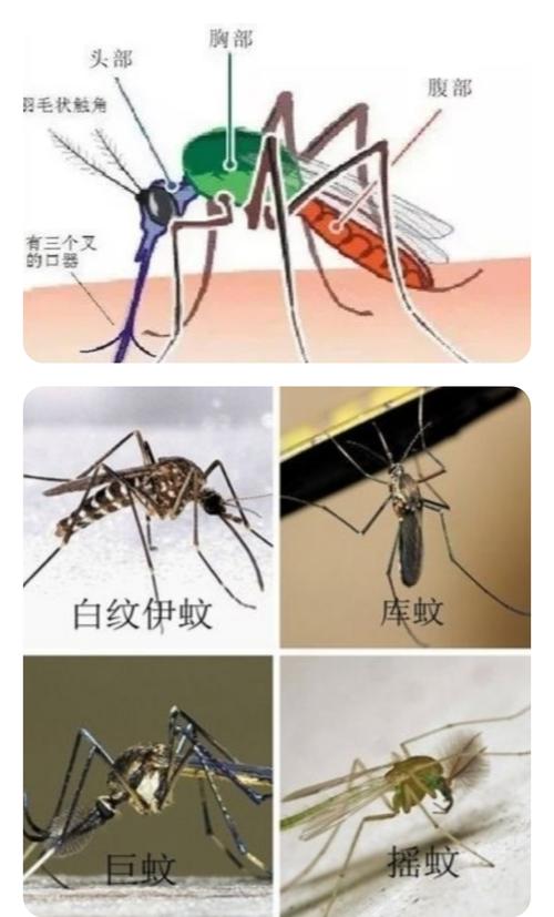 蚊子大揭秘——都市华城幼儿园中三班