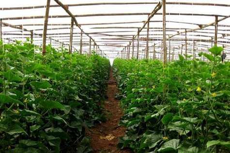 种植有机蔬菜的基地一定必须是完整的块地,并且如果由传统生产基地向