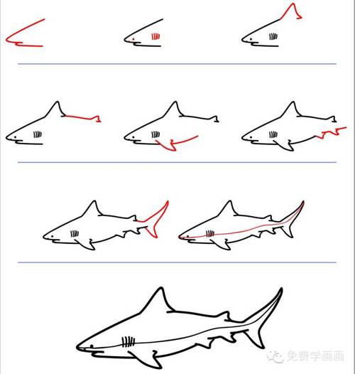 简笔画鲨鱼(「简笔画系列」一步一步教你画鲨鱼,要注意安全哈)