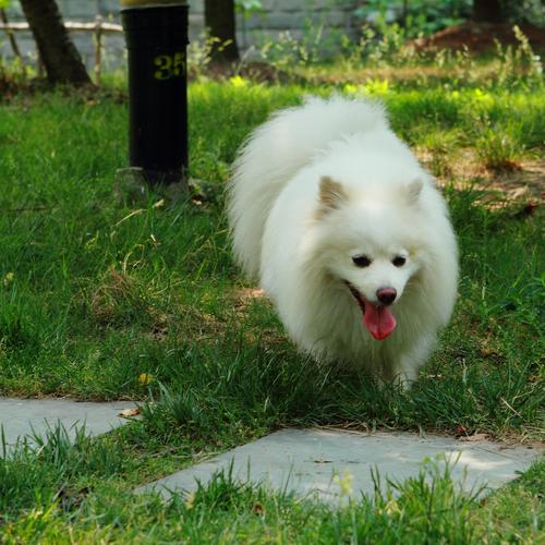 纯白色优雅气质的狐狸犬狗狗图片分享
