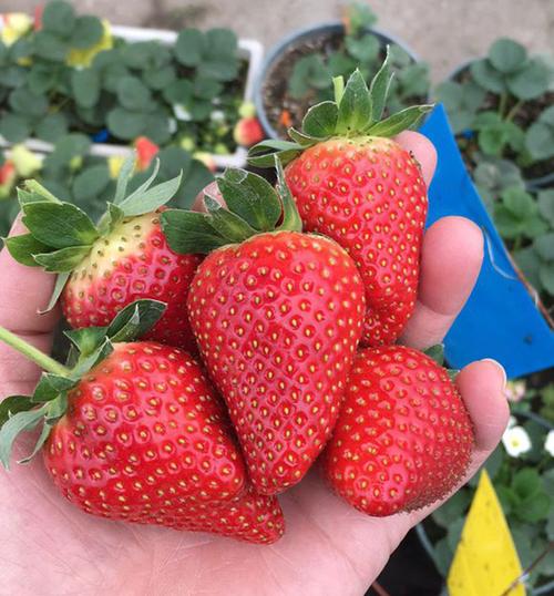 甜查理草莓种植管理