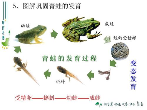 5,图解巩固青蛙的发育 青蛙的发育过程 变 态 发 育 7 受精卵——蝌蚪