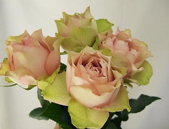 【花都四季】q099 熏子玫瑰 (kaoruko rose) 月季玫瑰 日月切花