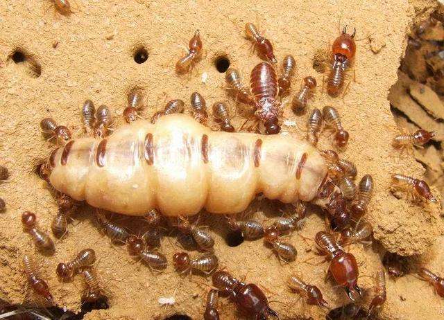 又一长寿昆虫白蚁中的蚁后能活70年长见识了