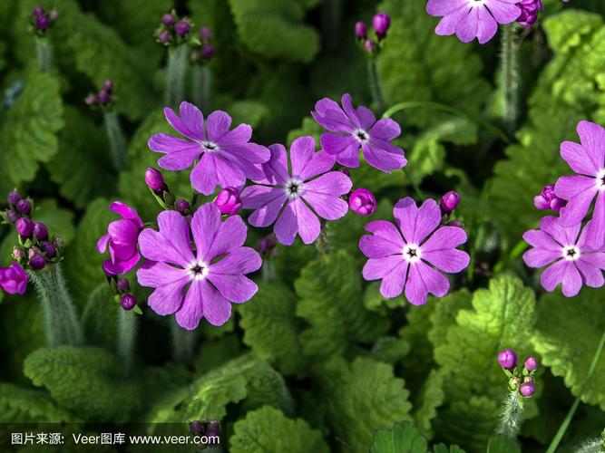 紫色的报春花,拉丁名报春花