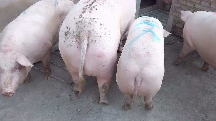 屠宰场收到巨型土猪,400斤大猪就像小猪,足足有700斤重