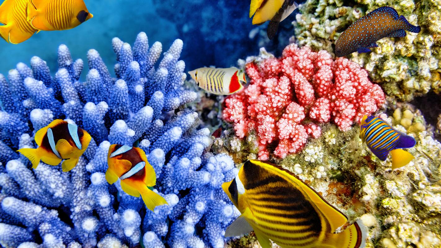 海底珊瑚鱼群唯美图片高清桌面壁纸