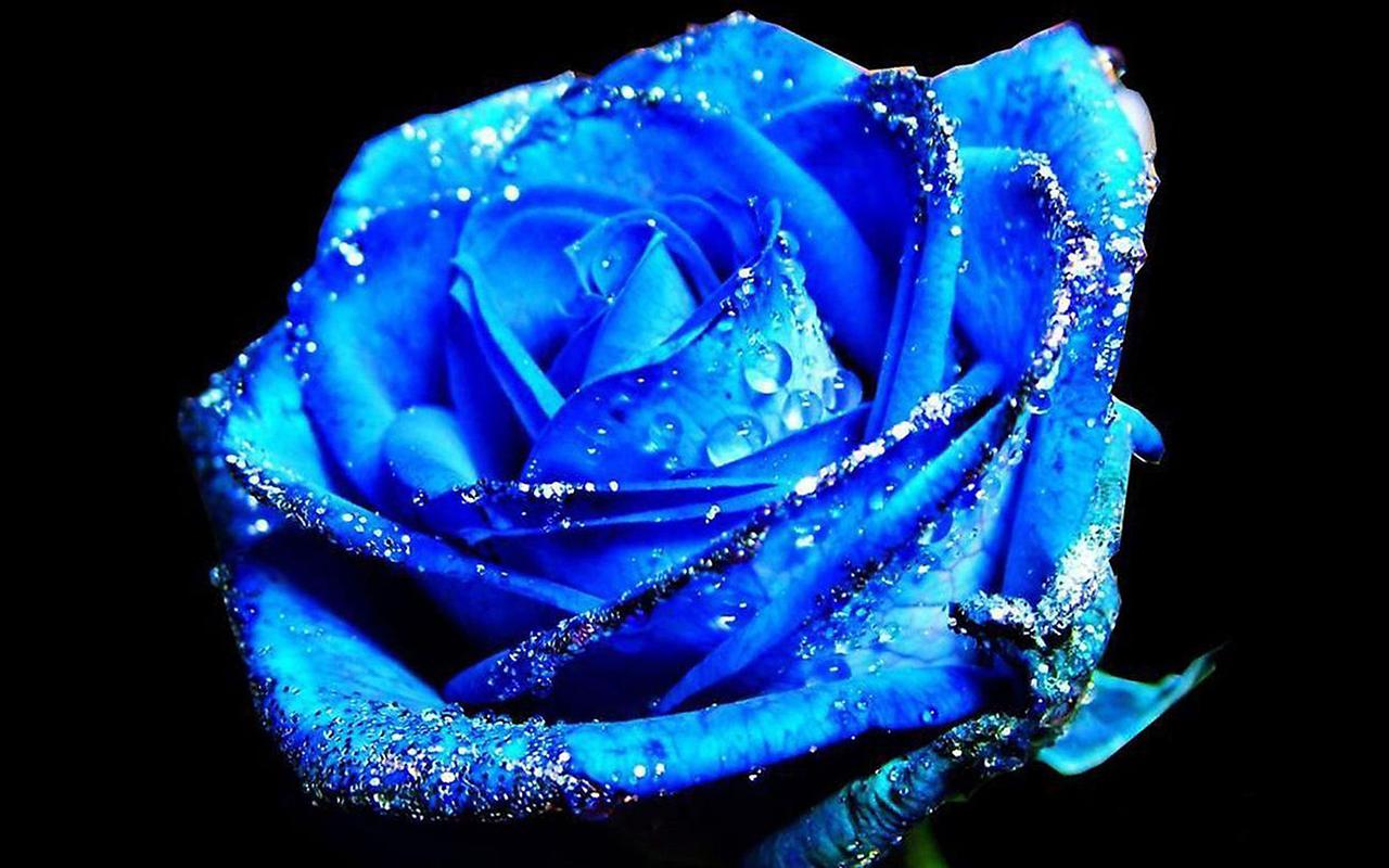 唯美好看的蓝玫瑰图片桌面壁纸
