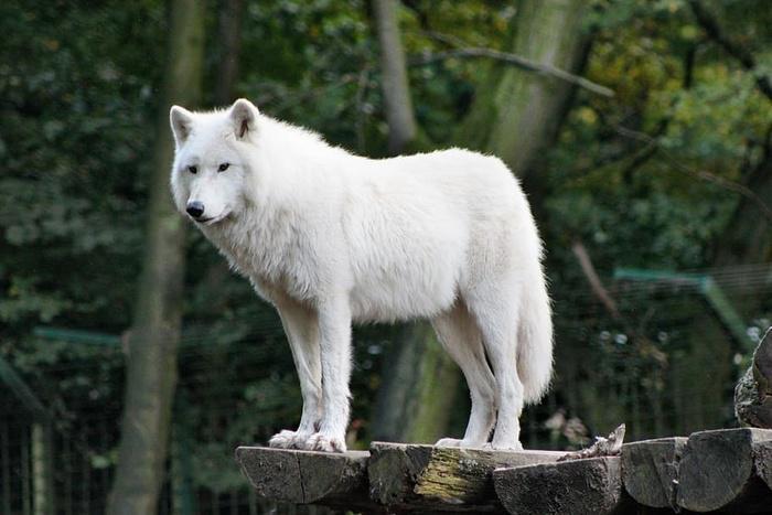 聚焦照片白色狼站立木制平板白天聚焦