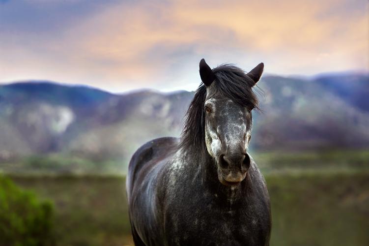 一匹黑马站在一座青山旁