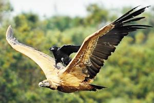 狡猾乌鸦为节省力气骑在老鹰背上空中翱翔