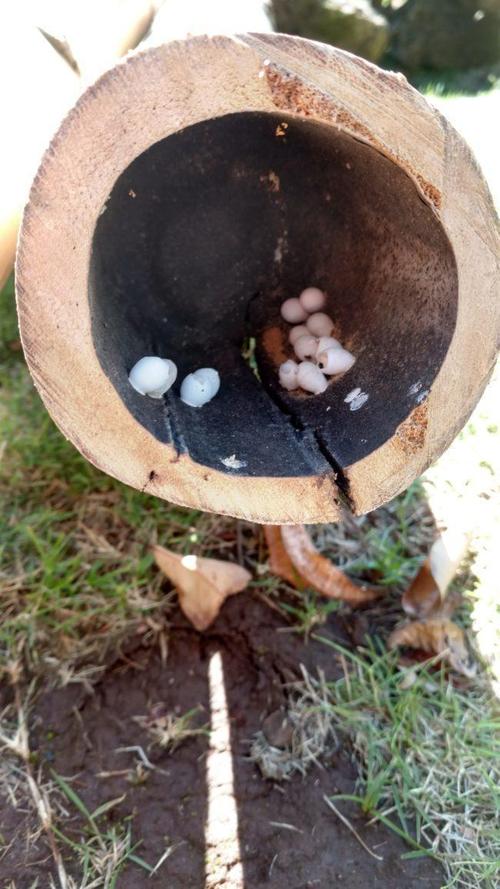 眼尖网友发现数颗迷你小蛋,孵化出来的竟然是壁虎宝宝