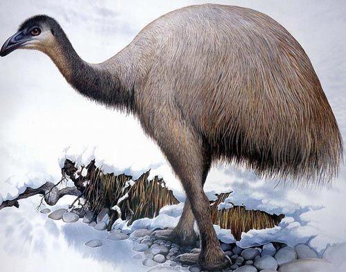  p>恐鸟是数种新西兰历史上生活的 a target="_blank" href="/item
