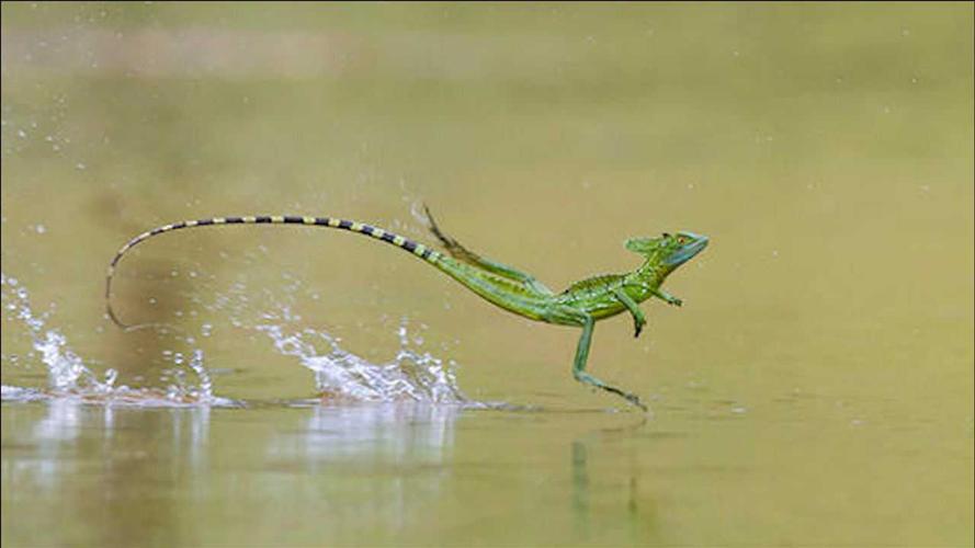 这种蜥蜴能在水上奔跑,一招"水上飘",看得人目瞪口呆!