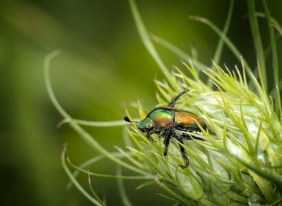 日本甲虫照片
