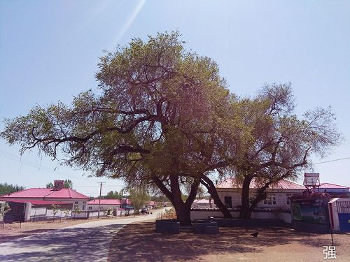 我家乡的大榆树(王志强/摄影)