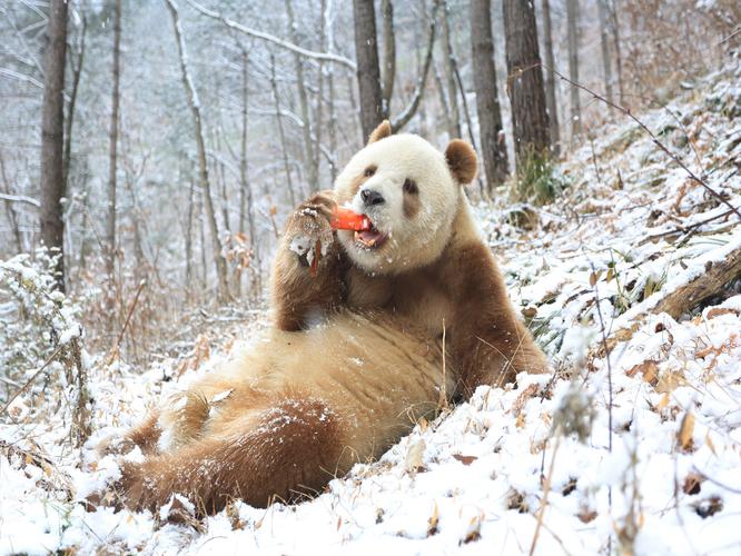 棕色大熊猫七仔在秦岭安然过冬