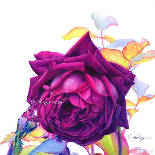 水彩紫玫瑰纸获多福高白细纹水彩纸颜料美捷乐作者