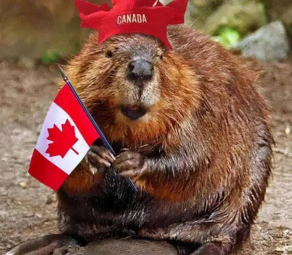 加拿大代表动物,海狸外形酷似巨型老鼠_河狸_巢穴_形象